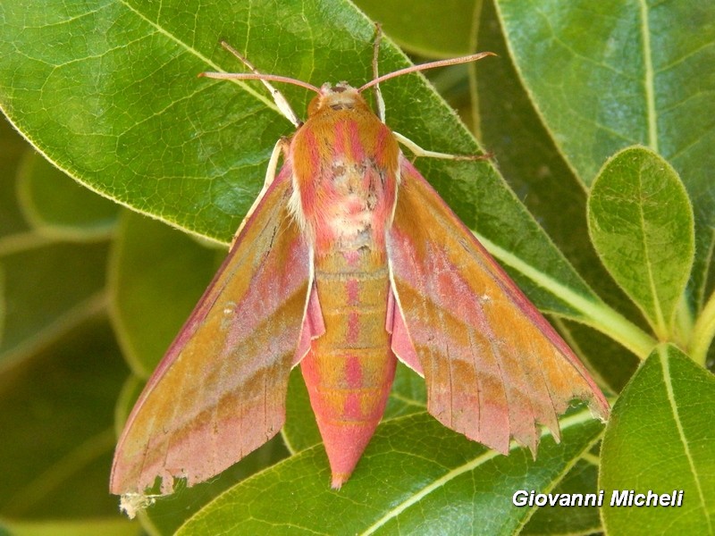 Deilephila elpenor, Sphingidae